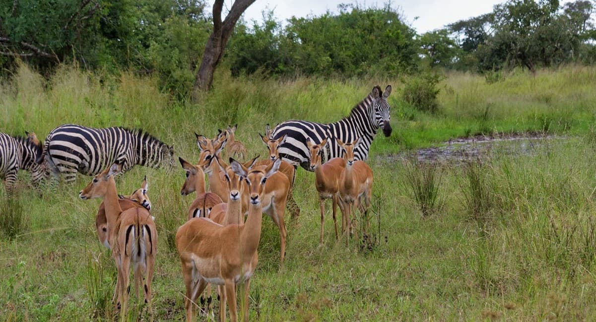 Game drive