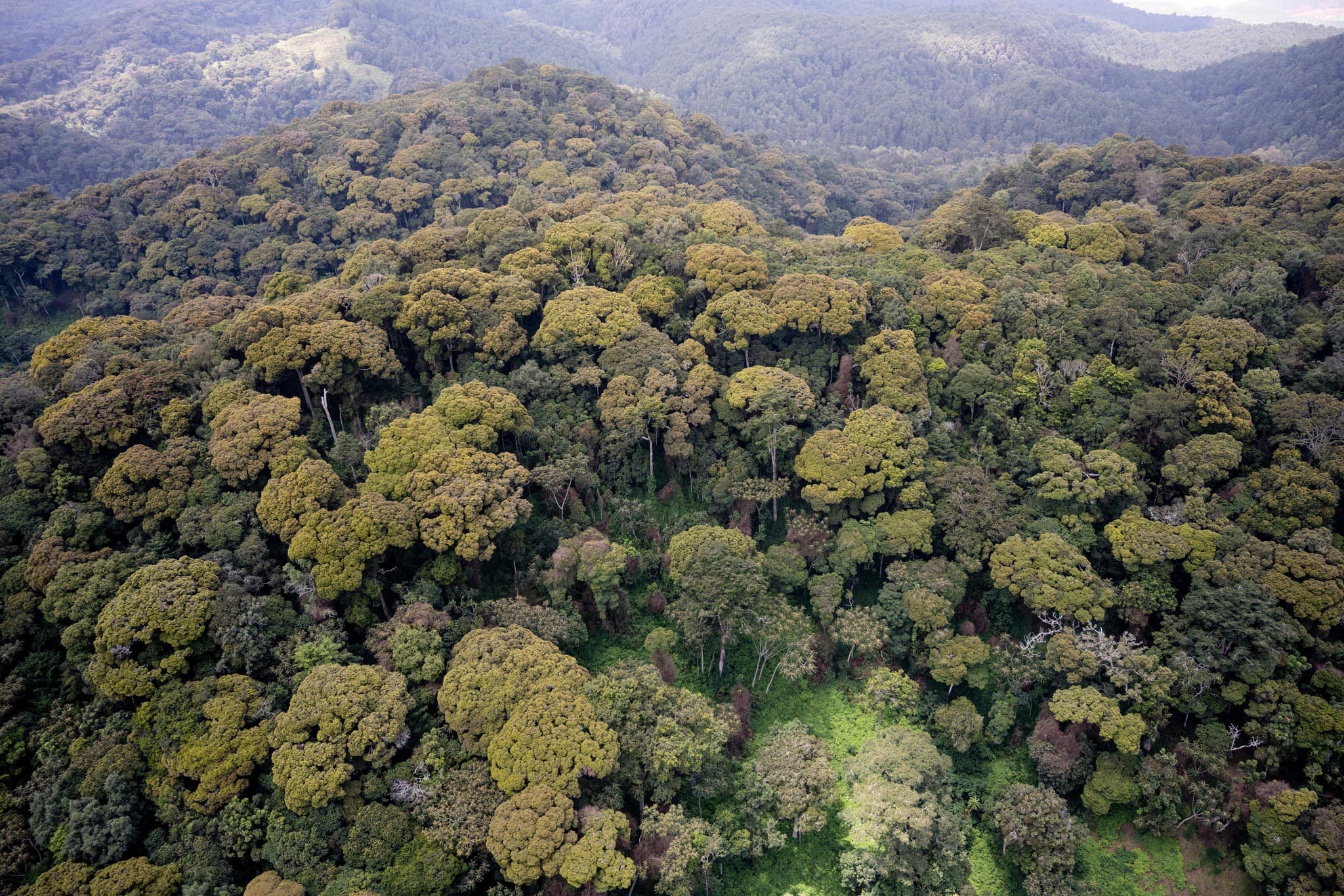 Canopy walk